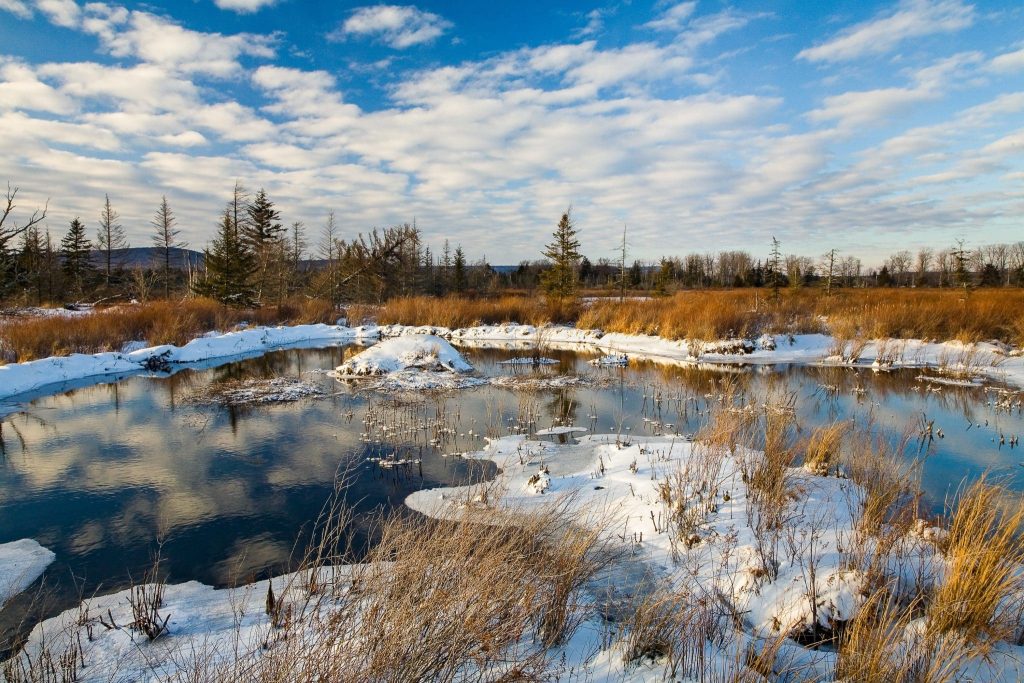 A beaver pond in hte snow at at Canaan Valley National Wildlife Refuge in West Virginia.