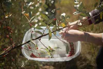 Harvesting autumn olive berries for making jam