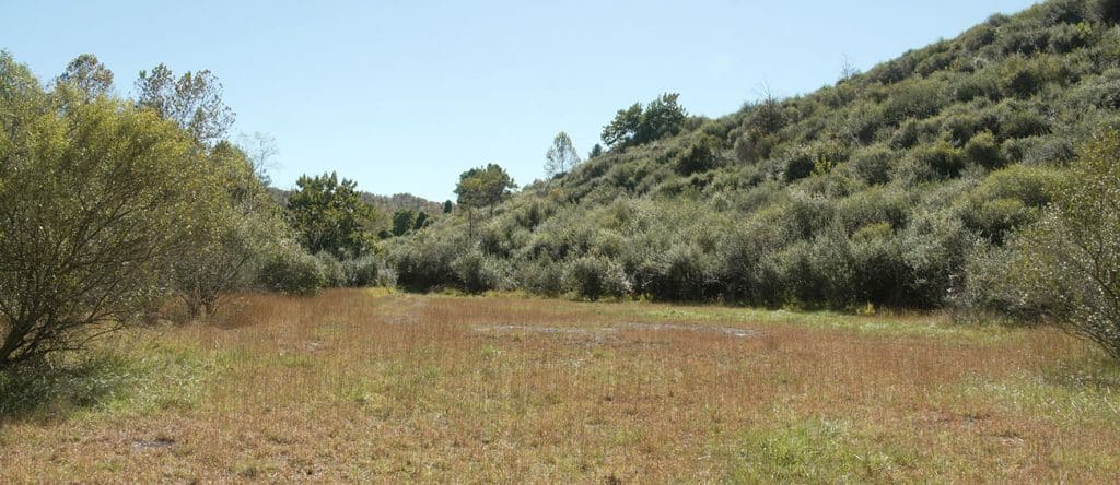 Acres of invasive autumn olive were planted by the coal company as part of its reclamation. Photo by Rebecca Jones