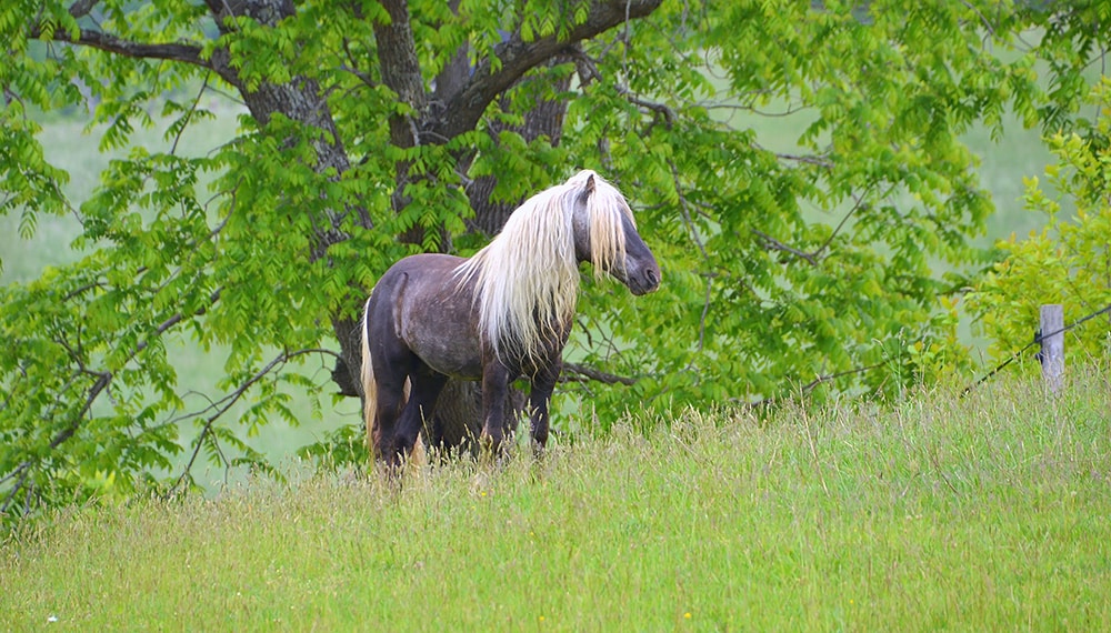 A pony with long blond hair stands in a green field