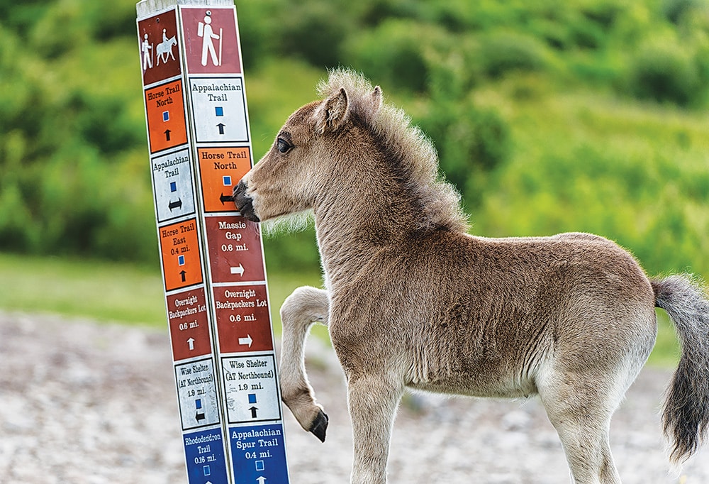 A foal looks for trail directions on a trail sign