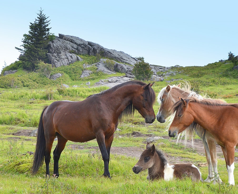 The stallion known as Cracker Jack (left) and two of his mares watch over a foal near one of the park’s many rock outcroppings.