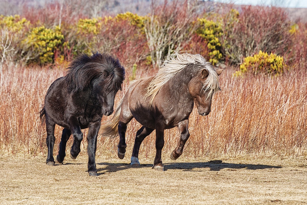 Grayson Highlands ponies run in a field