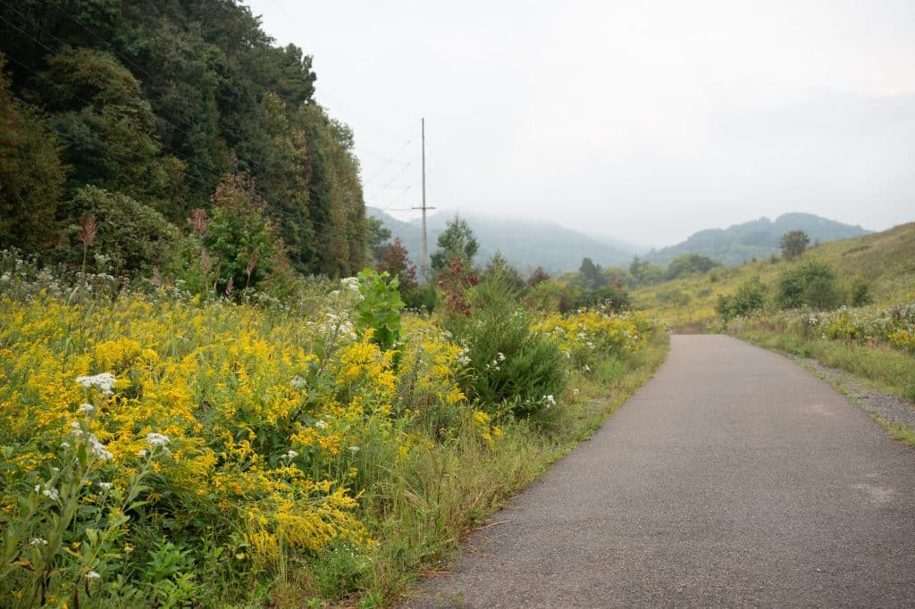 Flowers in bloom along the Bobwhite Accessible Trail, fall 2025. Photo by Abby Hassler