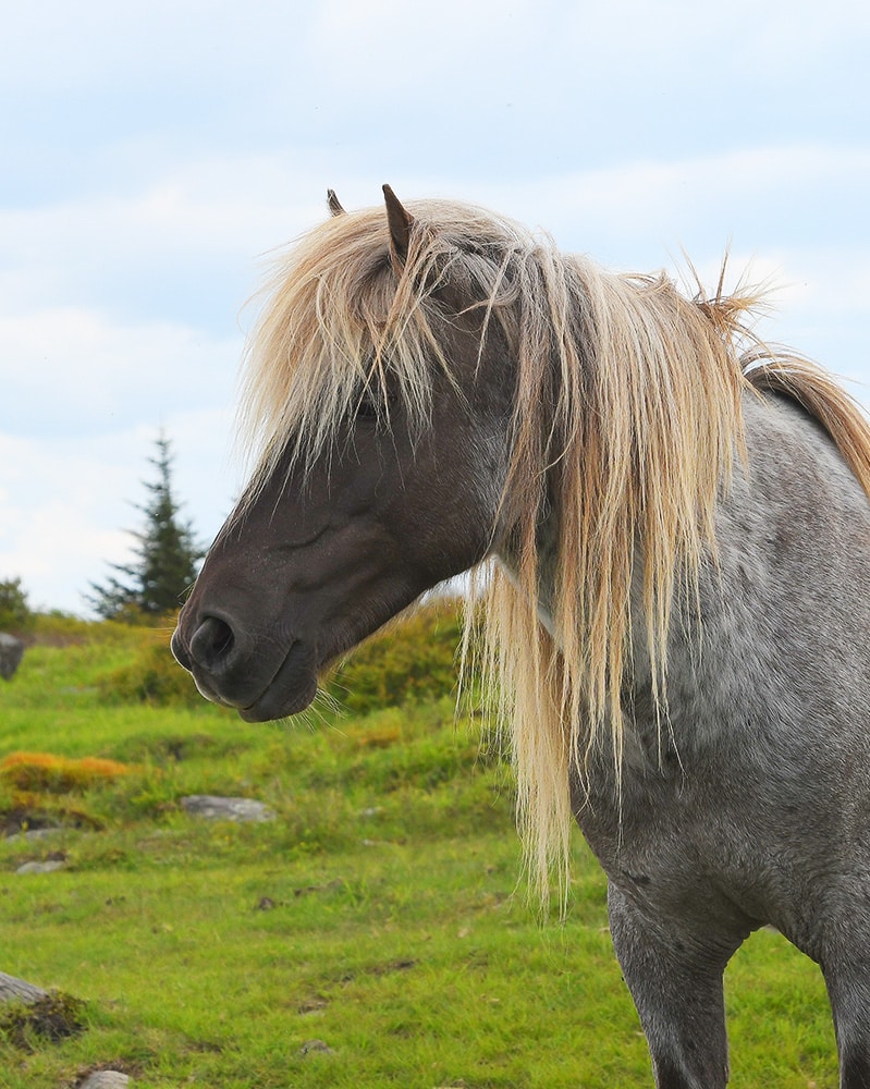 Closeup of a horse with a blonde mane named Storm in a green field