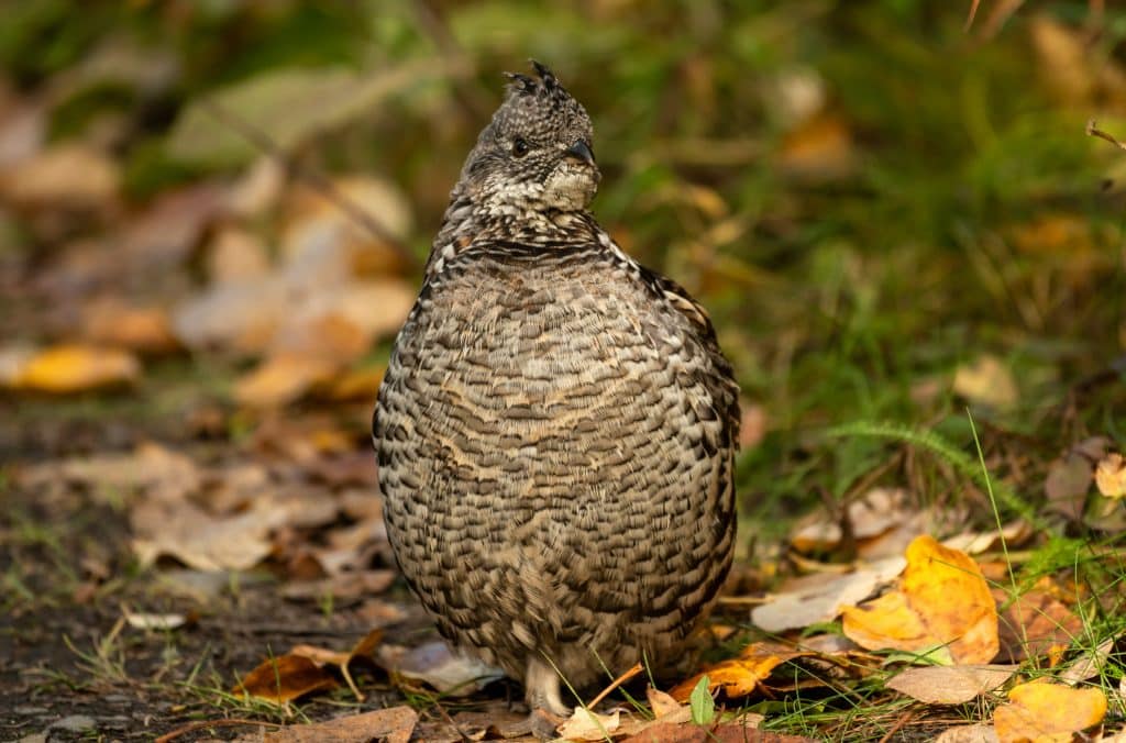 Ruffed grouse. Photo by Greg Johnson via Unsplash