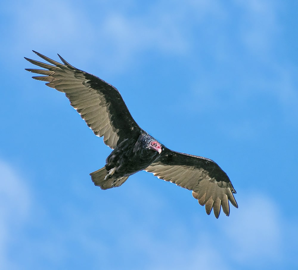 Visitors might catch a glimpse of a soaring turkey vulture from the peak. Photo by Shlomo Shalev on Unsplash