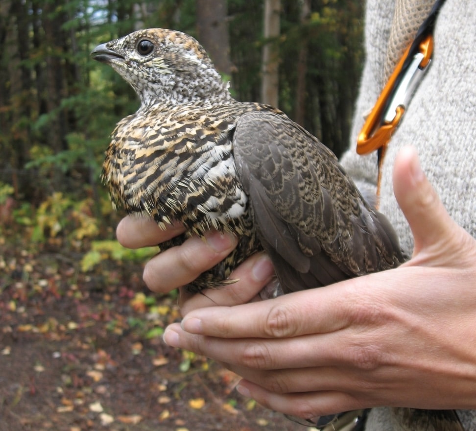 A United States Fish & Wildlife Service biologist holds a ruffed grouse. Photo courtesy of USFWS