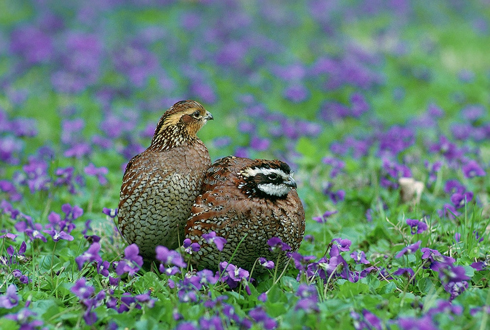 A male and female pair of Northern bobwhite quails. Photo by Steve Maslowski courtesy of U.S. Fish and Wildlife Service