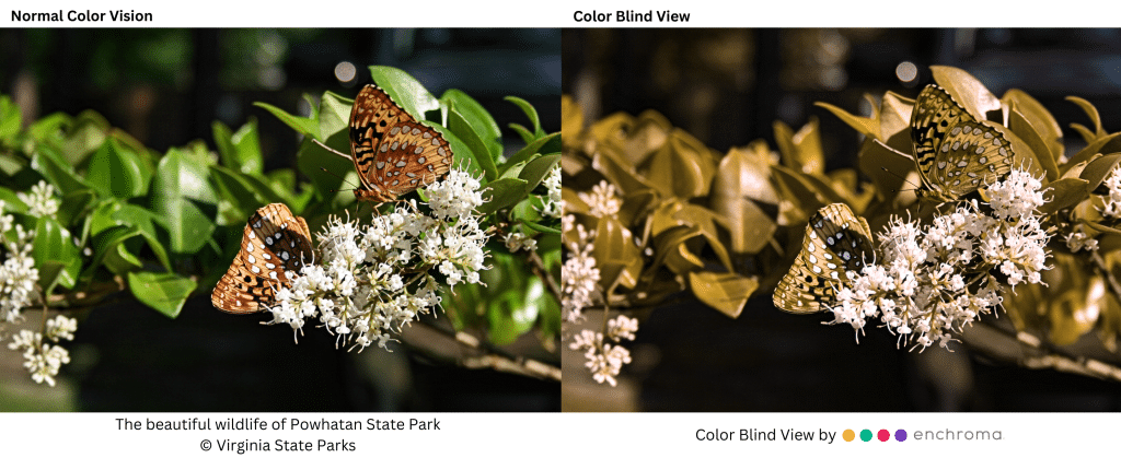 The difference between standard color vision and colorblind vision over a photo of butterflies in Powhatan State Park in Powhatan County, Virginia. Photo courtesy of Virginia State Parks and EnChroma