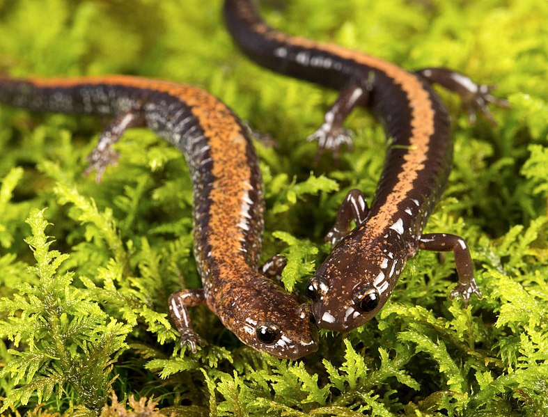 Red-backed (left) and Shenandoah salamander (right). Photo by Ann and Rob Simpson via Mongabay