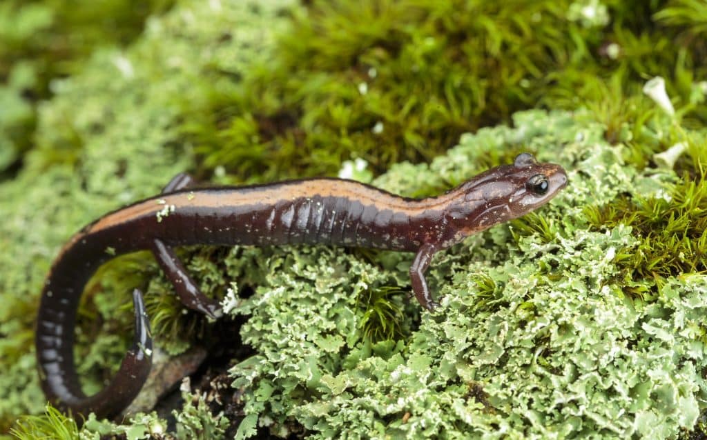 Shenandoah salamander. Photo by Rob and Ann Simpson