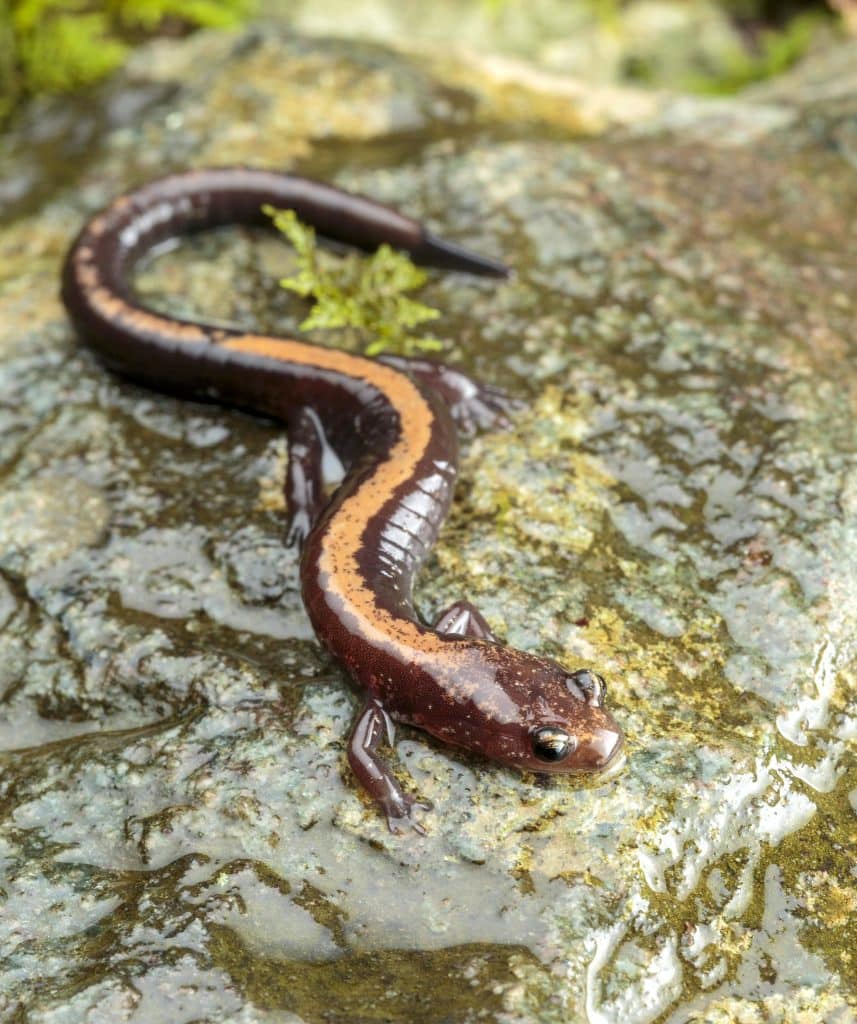 Shenandoah salamander. Photo by Rob and Ann Simpson