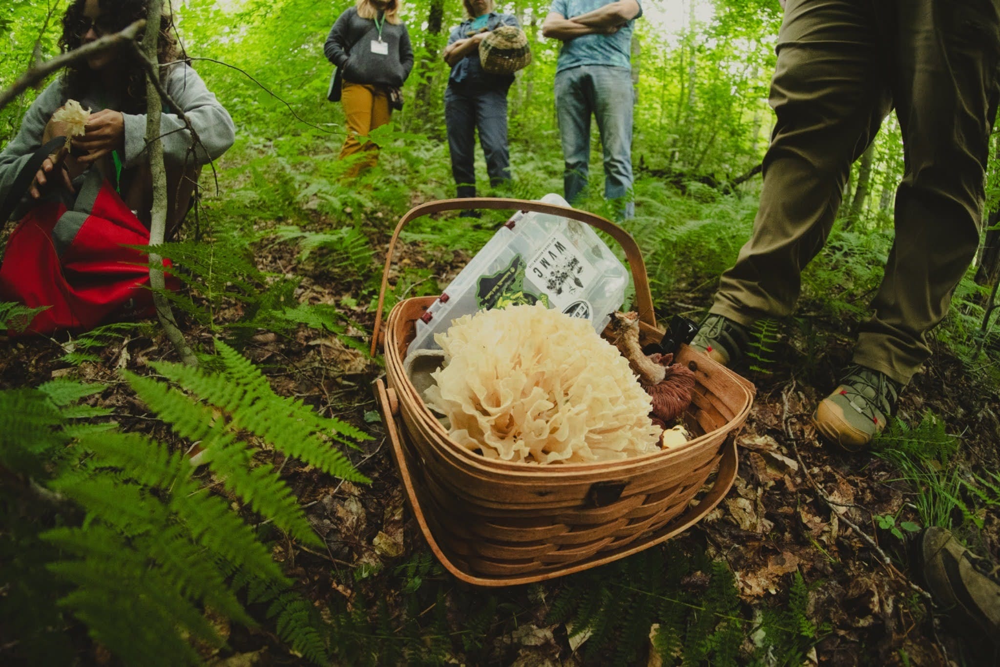 People gather around a basket of mushrooms in a forested area with ferns and other greenery