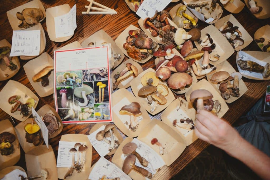 A table of foraged mushrooms on a table in separate containers for identification