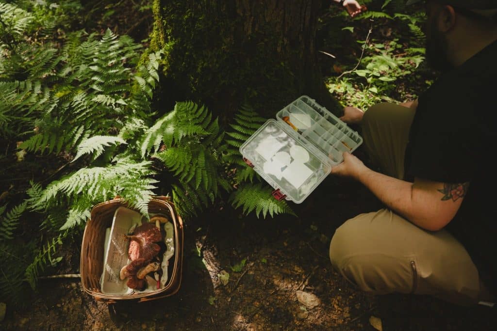 A person squats to identify mushrooms in a forested area by a basket of harvested mushrooms and vibrant ferns