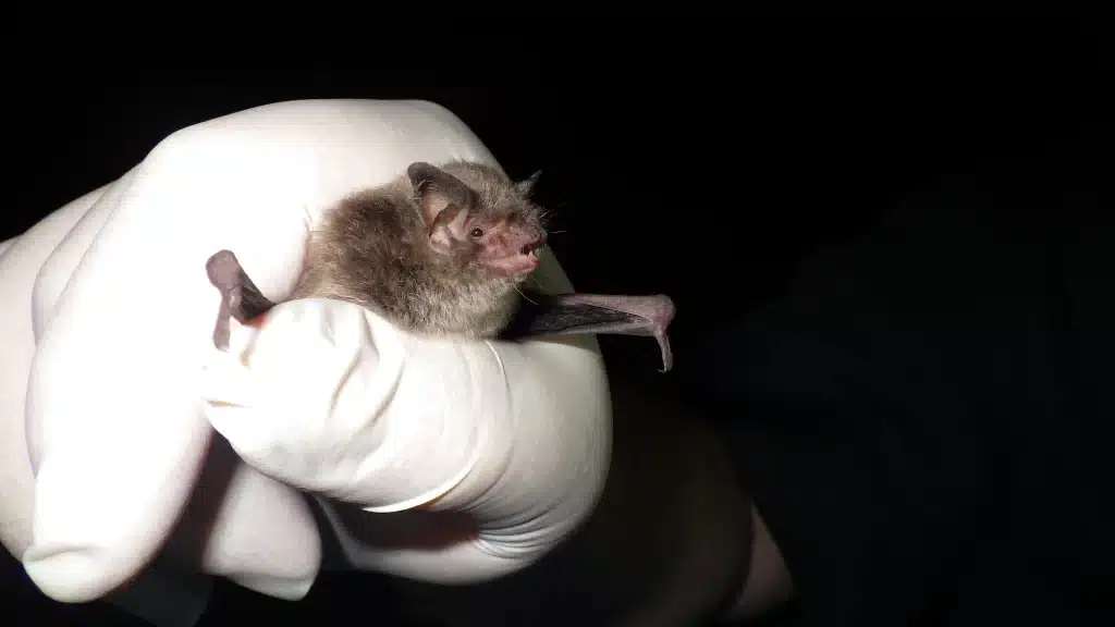 An Indiana bat in a white-gloved hand with a black background