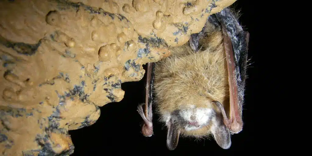 White nose syndrome appears around the muzzle of a bat hanging in a cave