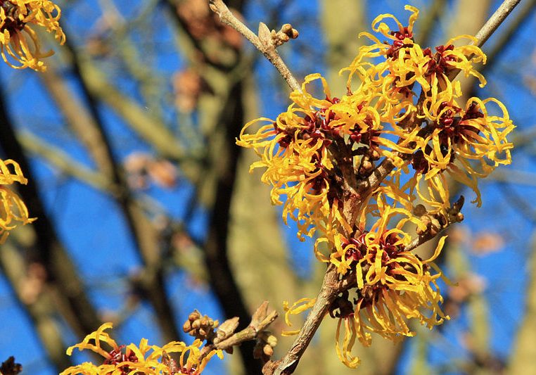 Witch-hazel In Flower by Si Griffiths