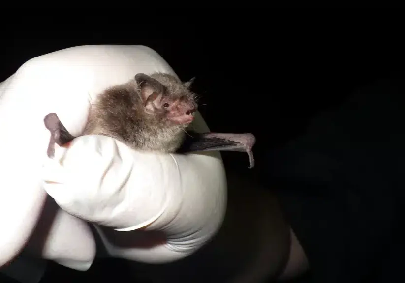 An Indiana bat in a white-gloved hand with a black background
