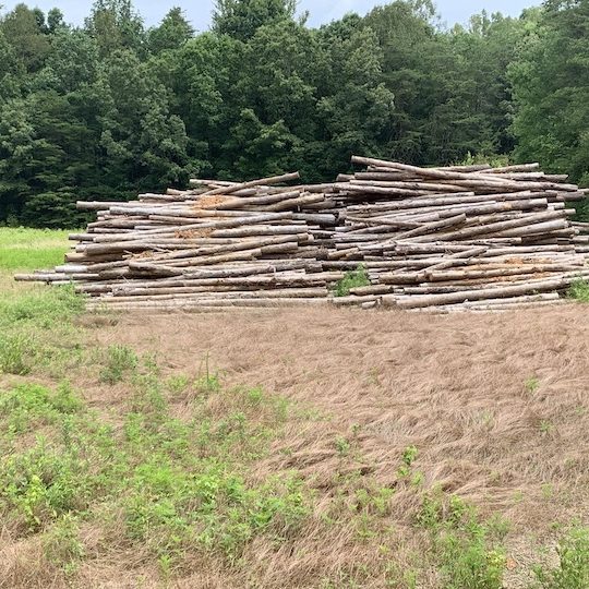 pile of tree trunks in clearing