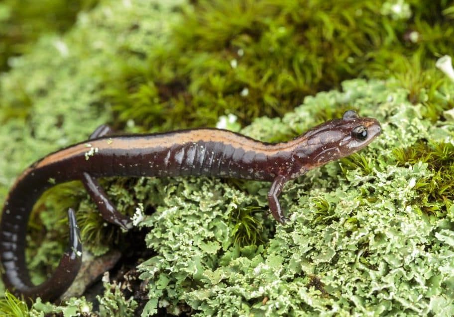 Shenandoah salamander. Photo by Rob and Ann Simpson