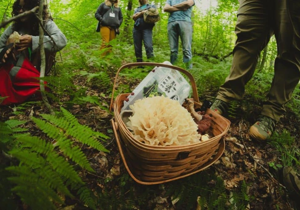 People gather around a basket of mushrooms in a forested area with ferns and other greenery