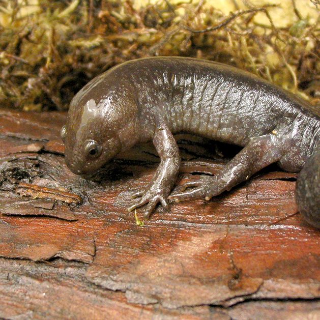 MacGowan Salamander