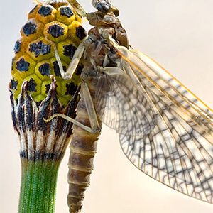 The Rhithrogena germanica subspecies of mayfly. Photo by Richard Bartz